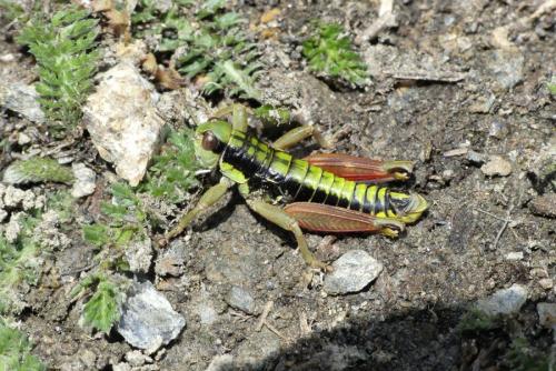 Réf. 213 293 : Epipodisma pedemontana waltheri